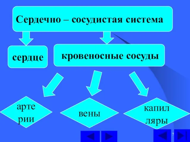 сердце кровеносные сосуды Сердечно – сосудистая система артерии вены капилляры