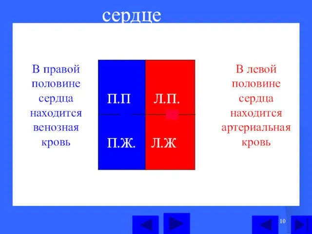 сердце П.П Л.П. П.Ж. Л.Ж В левой половине сердца находится артериальная кровь