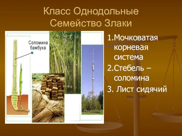 Класс Однодольные Семейство Злаки 1.Мочковатая корневая система 2.Стебель – соломина 3. Лист сидячий