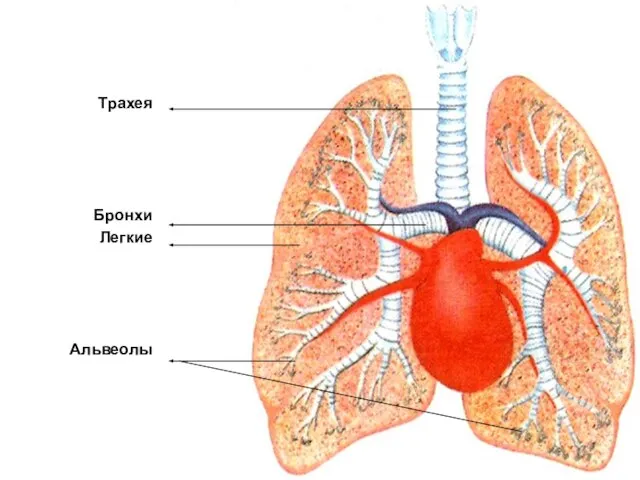 Трахея Бронхи Легкие Альвеолы