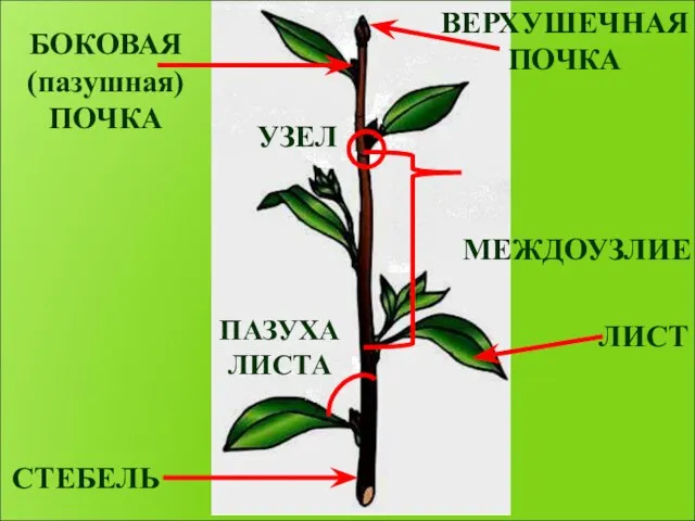 СТЕБЕЛЬ ЛИСТ ПАЗУХА ЛИСТА МЕЖДОУЗЛИЕ УЗЕЛ БОКОВАЯ (пазушная) ПОЧКА ВЕРХУШЕЧНАЯ ПОЧКА