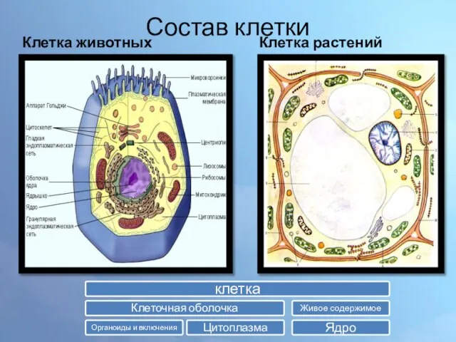 Состав клетки Клетка животных Клетка растений