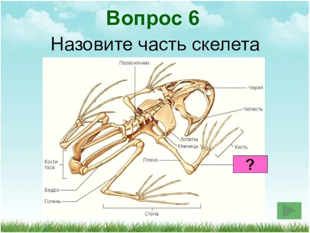 Назовите часть скелета Вопрос 6 ?