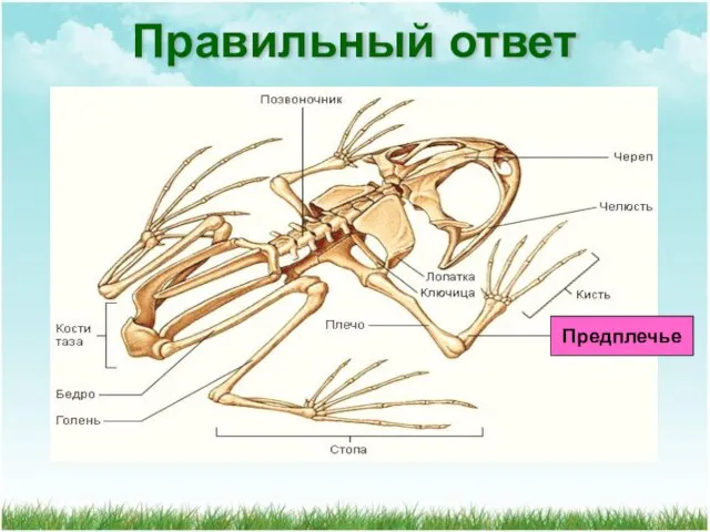 Правильный ответ Предплечье