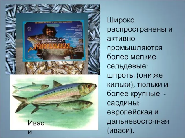 Широко распространены и активно промышляются более мелкие сельдевые: шпроты (они же кильки),