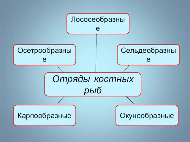 Осетрообразные Лососеобразные Сельдеобразные Карпообразные Окунеобразные Отряды костных рыб