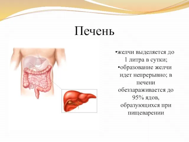 Печень желчи выделяется до 1 литра в сутки; образование желчи идет непрерывно;