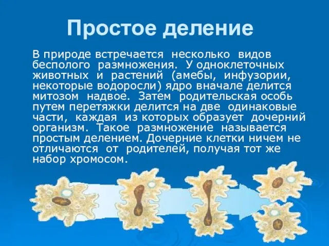 Простое деление В природе встречается несколько видов бесполого размножения. У одноклеточных животных