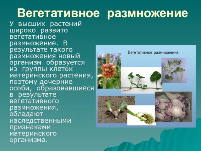 Вегетативное размножение У высших растений широко развито вегетативное размножение. В результате такого
