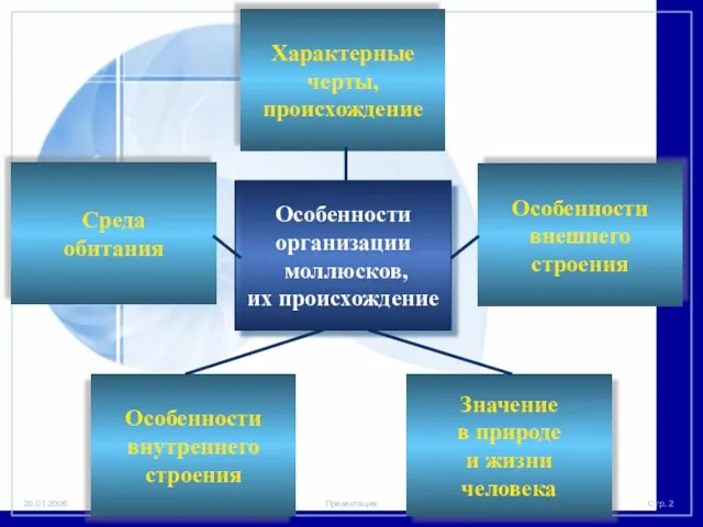 Особенности организации моллюсков, их происхождение Характерные черты, происхождение Среда обитания Особенности внутреннего