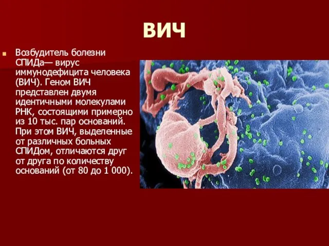 ВИЧ Возбудитель болезни СПИДа— вирус иммунодефицита человека (ВИЧ). Геном ВИЧ представлен двумя