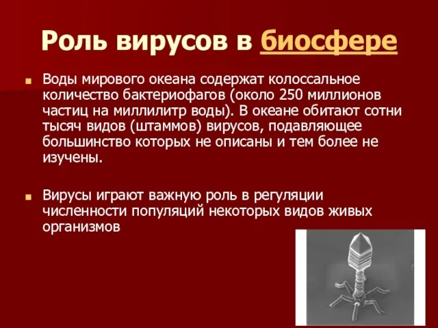 Роль вирусов в биосфере Воды мирового океана содержат колоссальное количество бактериофагов (около