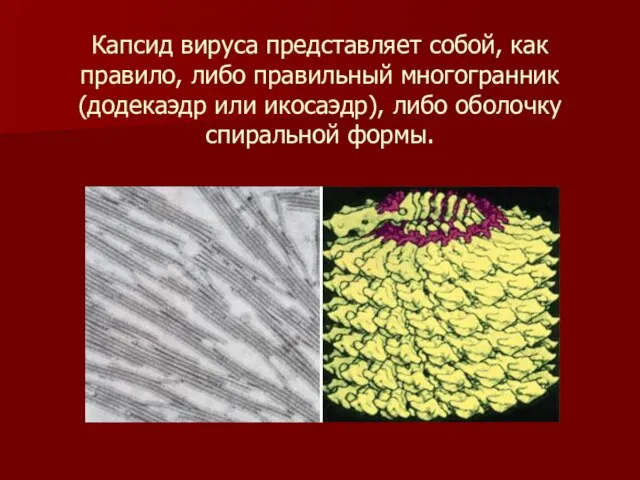 Капсид вируса представляет собой, как правило, либо правильный многогранник (додекаэдр или икосаэдр), либо оболочку спиральной формы.