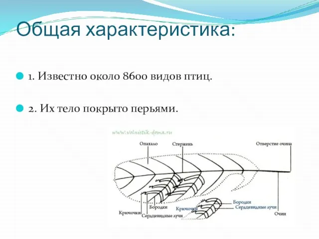 Общая характеристика: 1. Известно около 8600 видов птиц. 2. Их тело покрыто перьями.