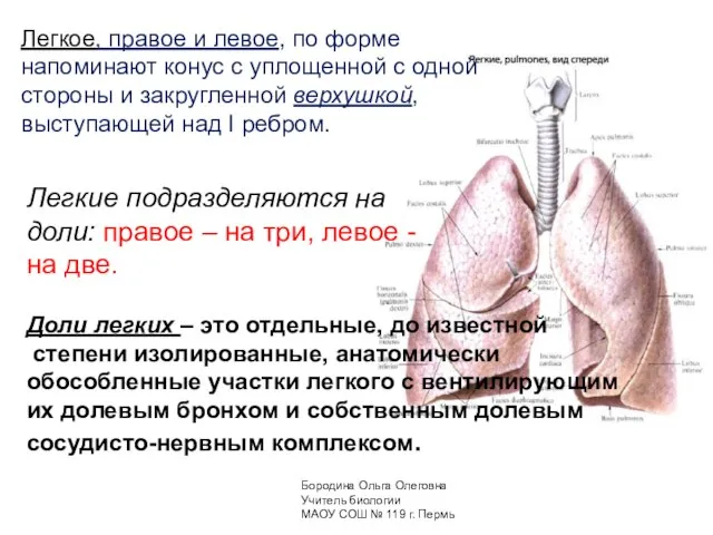 Легкое, правое и левое, по форме напоминают конус с уплощенной с одной