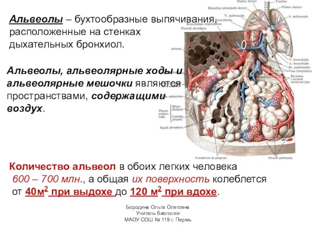 Альвеолы – бухтообразные выпячивания, расположенные на стенках дыхательных бронхиол. Альвеолы, альвеолярные ходы