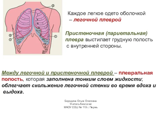 Каждое легкое одето оболочкой – легочной плеврой Пристеночная (париетальная) плевра выстилает грудную