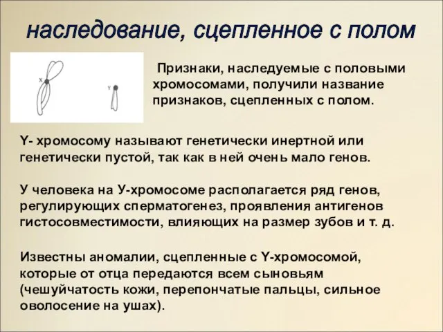 Признаки, наследуемые с половыми хромосомами, получили название признаков, сцепленных с полом. Y-