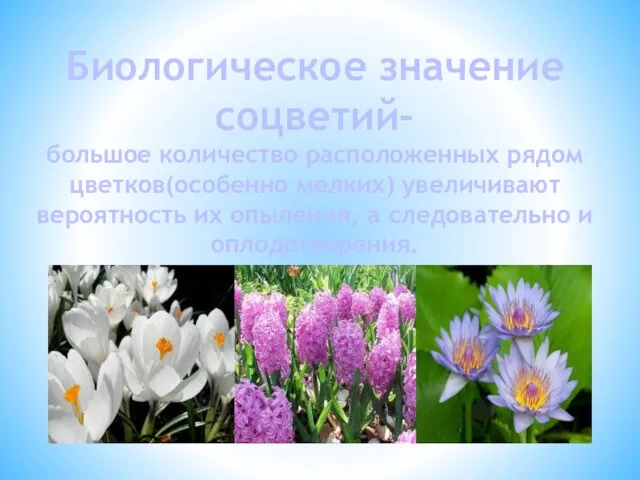 Биологическое значение соцветий- большое количество расположенных рядом цветков(особенно мелких) увеличивают вероятность их