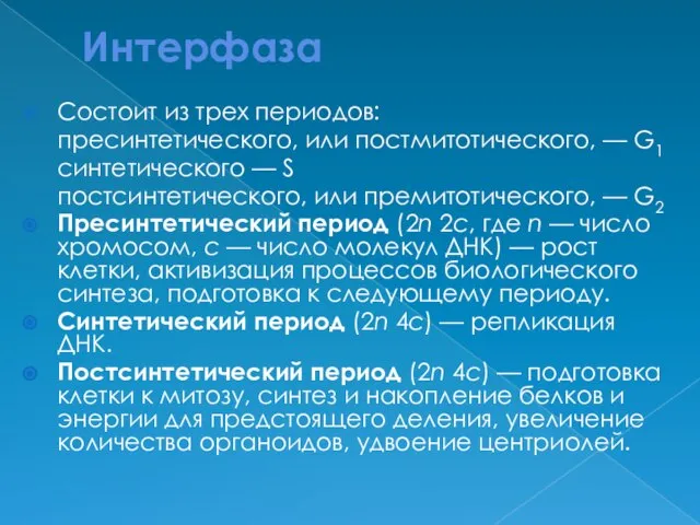 Интерфаза Состоит из трех периодов: пресинтетического, или постмитотического, — G1 синтетического —