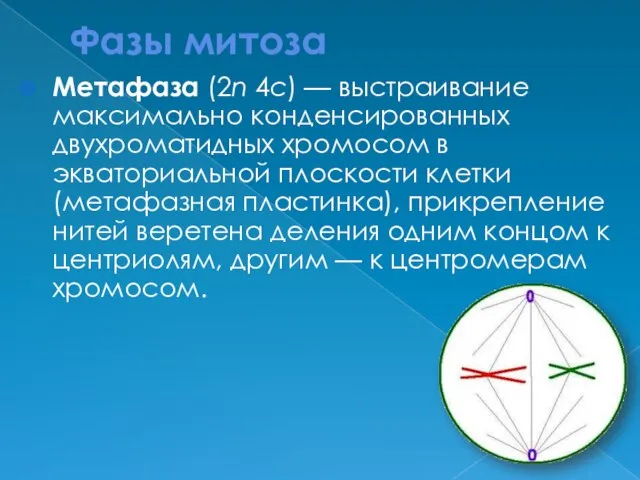 Фазы митоза Метафаза (2n 4c) — выстраивание максимально конденсированных двухроматидных хромосом в