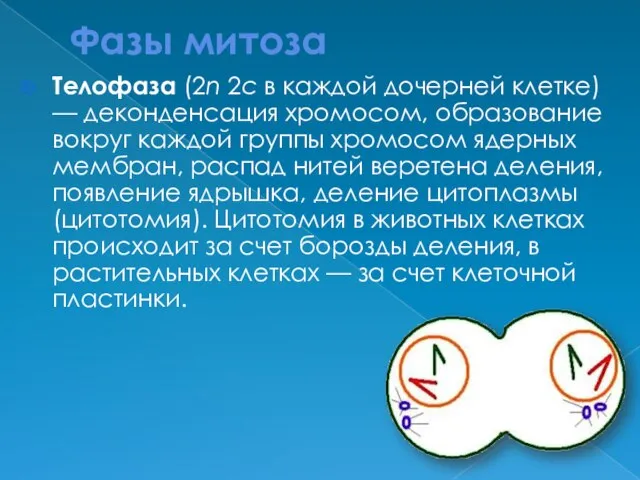 Фазы митоза Телофаза (2n 2c в каждой дочерней клетке) — деконденсация хромосом,