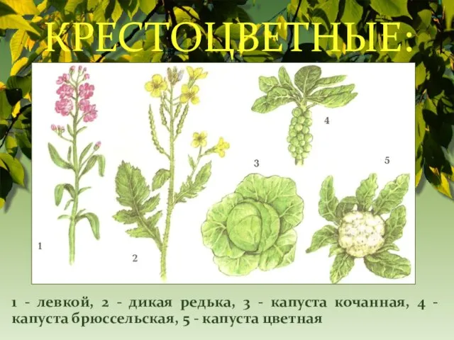 КРЕСТОЦВЕТНЫЕ: 1 - левкой, 2 - дикая редька, 3 - капуста кочанная,