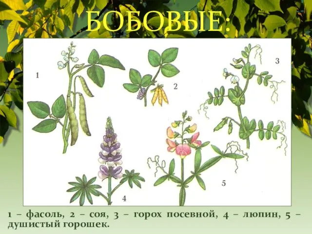 БОБОВЫЕ: 1 – фасоль, 2 – соя, 3 – горох посевной, 4