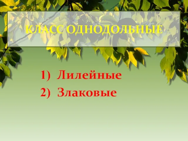 КЛАСС ОДНОДОЛЬНЫЕ Лилейные Злаковые