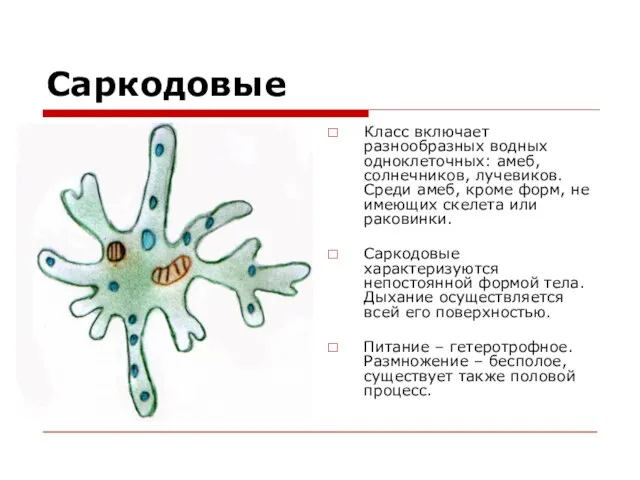 Саркодовые Класс включает разнообразных водных одноклеточных: амеб, солнечников, лучевиков. Среди амеб, кроме