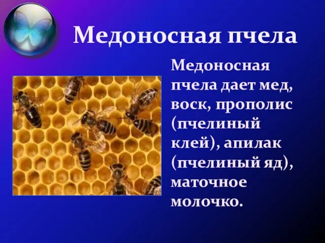 Медоносная пчела Медоносная пчела дает мед, воск, прополис (пчелиный клей), апилак (пчелиный яд), маточное молочко.