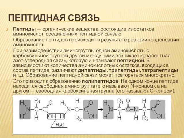 Пептидная связь Пептиды — органические вещества, состоящие из остатков аминокислот, соединенных пептидной