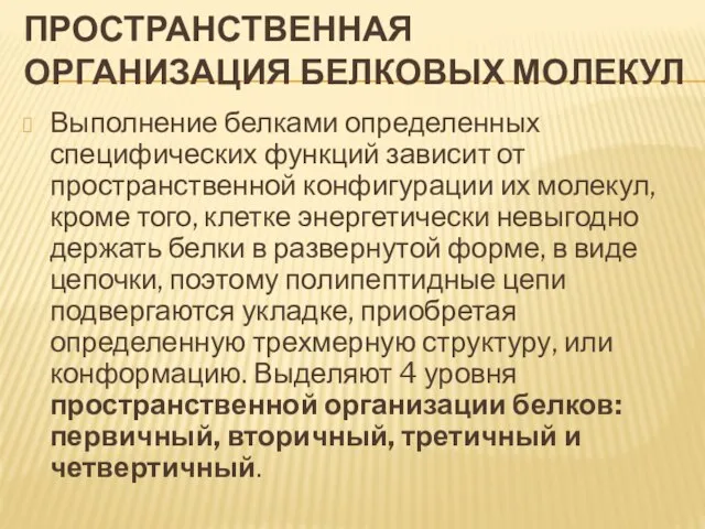 Пространственная организация белковых молекул Выполнение белками определенных специфических функций зависит от пространственной