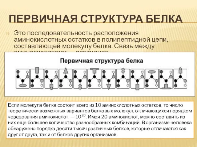 Первичная структура белка Это последовательность расположения аминокислотных остатков в полипептидной цепи, составляющей