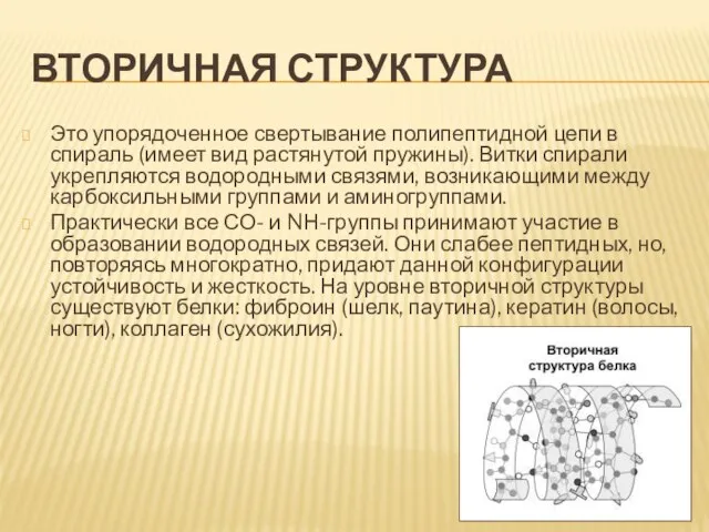 Вторичная структура Это упорядоченное свертывание полипептидной цепи в спираль (имеет вид растянутой