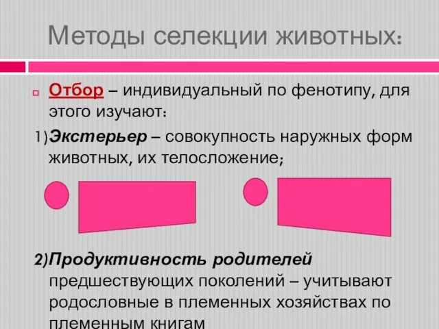 Методы селекции животных: Отбор – индивидуальный по фенотипу, для этого изучают: 1)Экстерьер