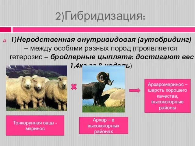 2)Гибридизация: 1)Неродственная внутривидовая (аутобридинг) – между особями разных пород (проявляется гетерозис –