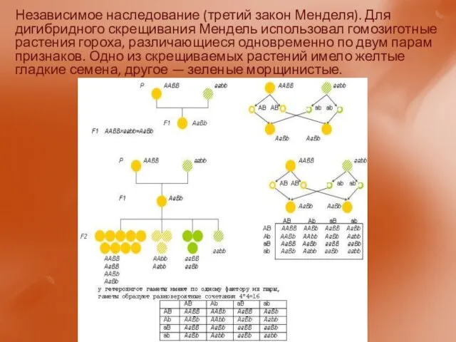 Независимое наследование (третий закон Менделя). Для дигибридного скрещивания Мендель использовал гомозиготные растения