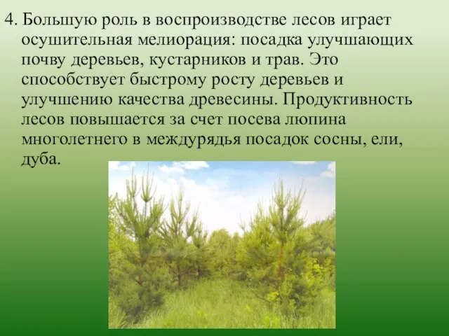 4. Большую роль в воспроизводстве лесов играет осушительная мелиорация: посадка улучшающих почву