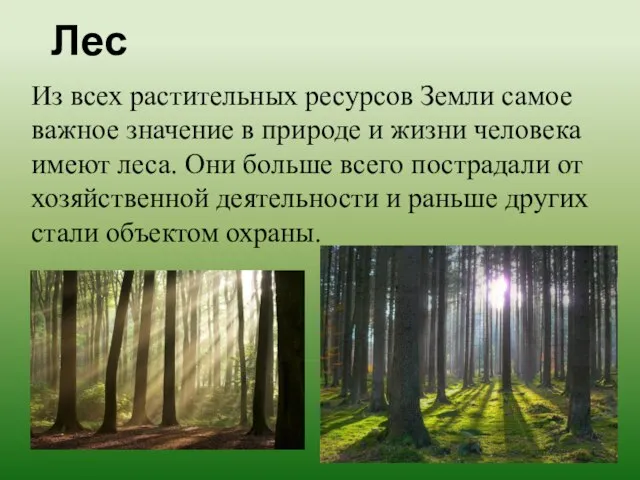 Лес Из всех растительных ресурсов Земли самое важное значение в природе и