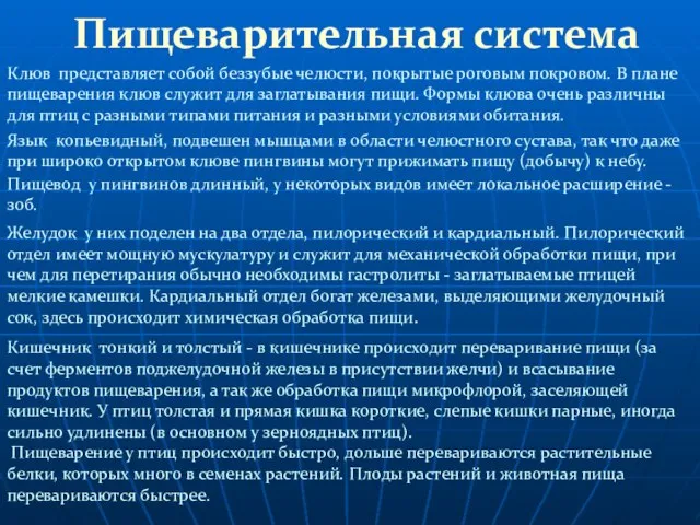 Пищеварительная система Язык копьевидный, подвешен мышцами в области челюстного сустава, так что