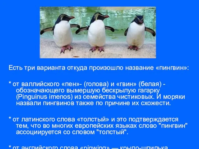 Есть три варианта откуда произошло название «пингвин»: * от валлийского «пен»- (голова)