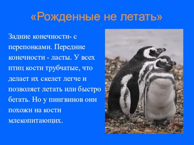 «Рожденные не летать» Задние конечности- с перепонками. Передние конечности - ласты. У