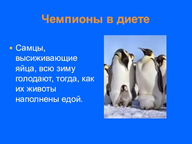 Чемпионы в диете Самцы, высиживающие яйца, всю зиму голодают, тогда, как их животы наполнены едой.