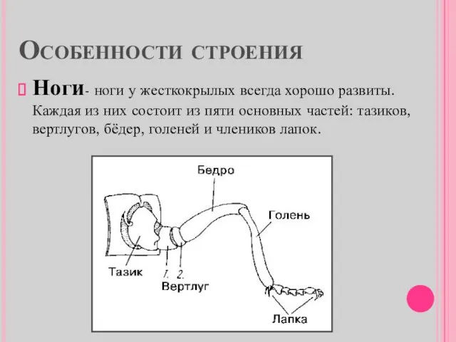 Особенности строения Ноги- ноги у жесткокрылых всегда хорошо развиты. Каждая из них