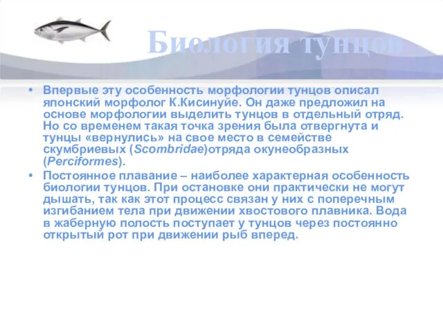 Биология тунцов Впервые эту особенность морфологии тунцов описал японский морфолог К.Кисинуйе. Он