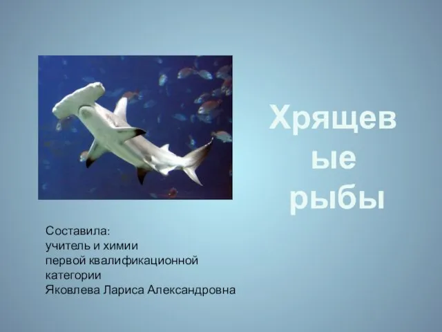 Презентация на тему Класс Хрящевые рыбы