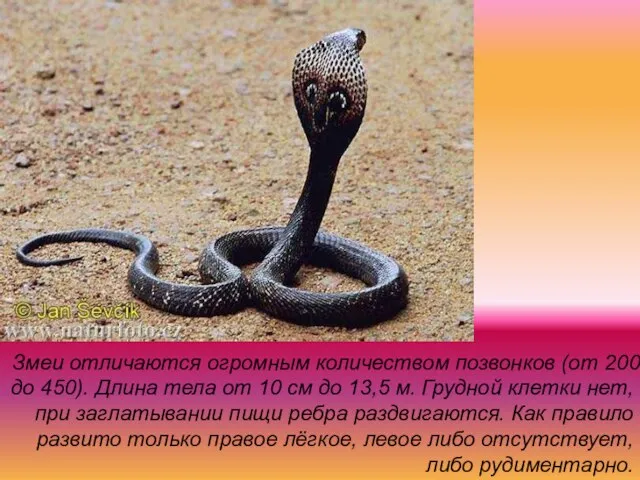 Змеи отличаются огромным количеством позвонков (от 200 до 450). Длина тела от