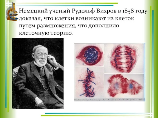 Немецкий ученый Рудольф Вихров в 1858 году доказал, что клетки возникают из