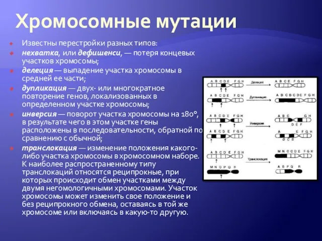 Хромосомные мутации Известны перестройки разных типов: нехватка, или дефишенси, — потеря концевых